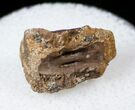 Indeterminate Cretaceous Reptile Vertebra #17681-1